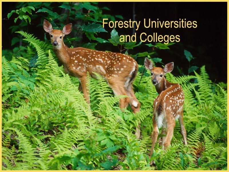 forestry-universities-colleges-800x600